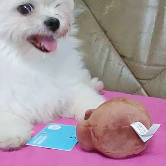 뿌꾸