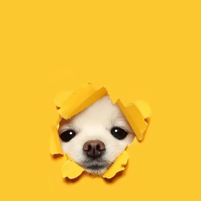포송포송