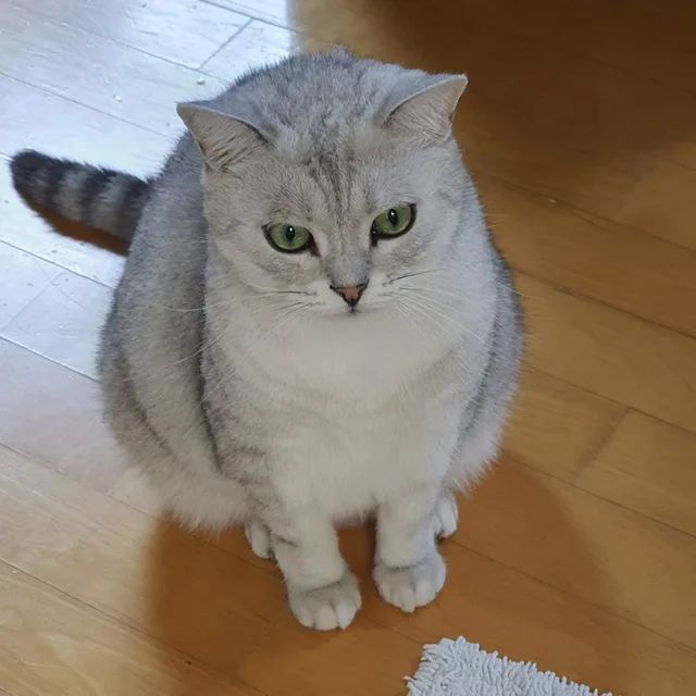 린다LINDA