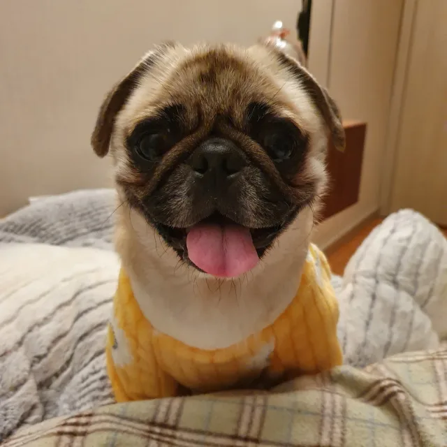 두식