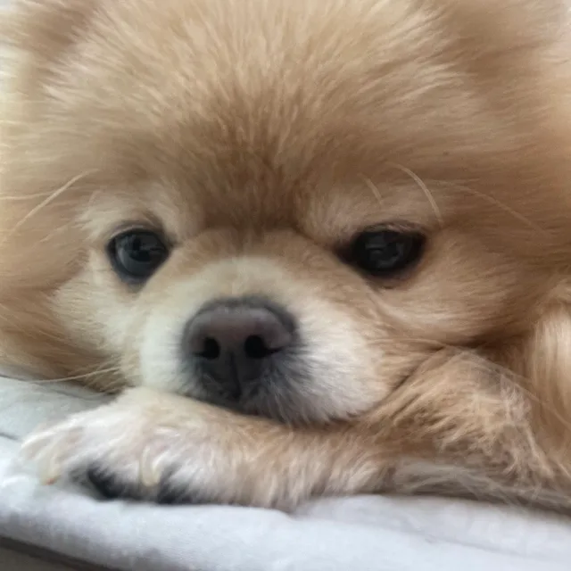 준도리맘