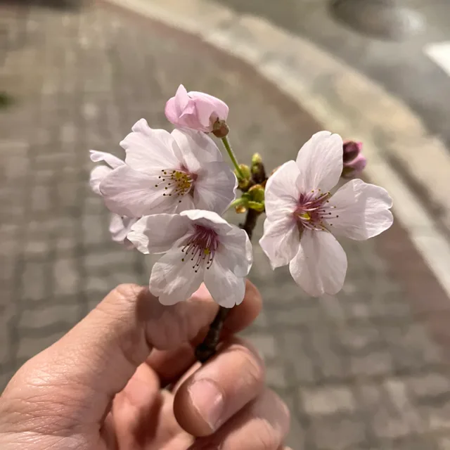 클라염