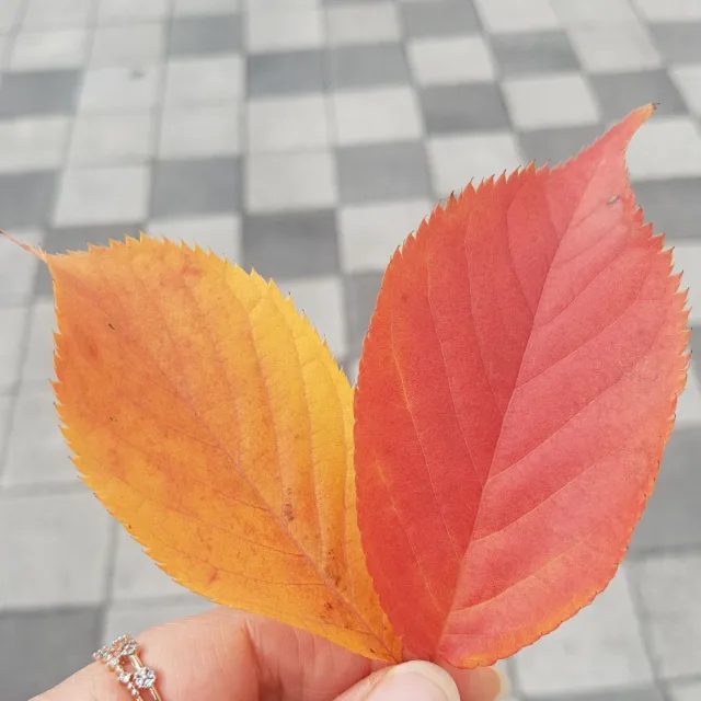체리코코