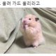 루리라