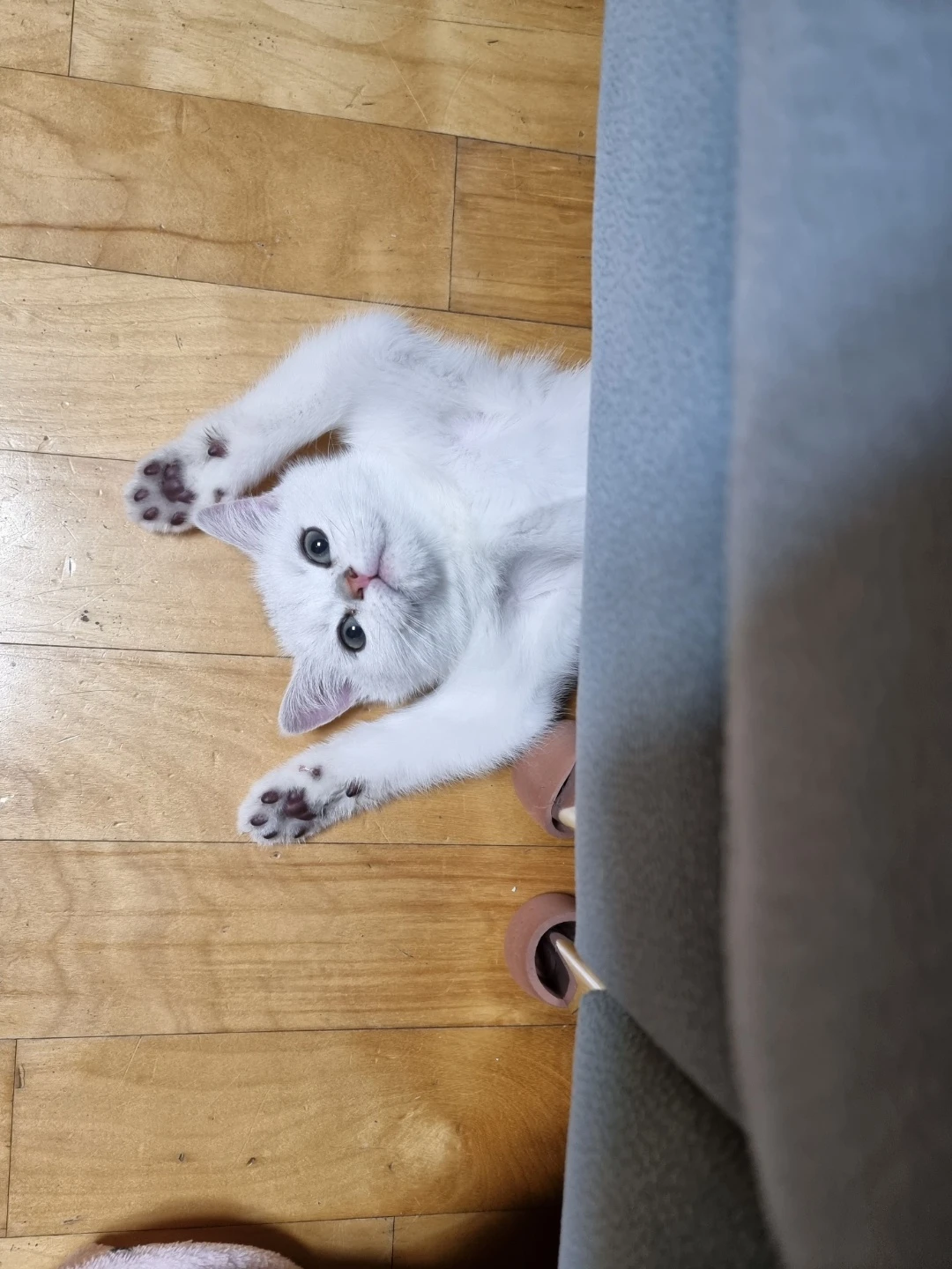 빡세바리