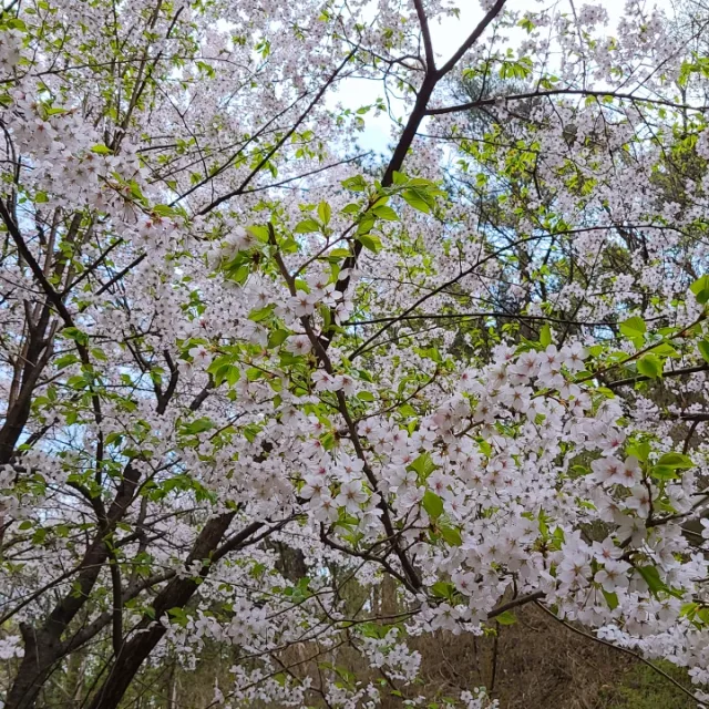 꽃길