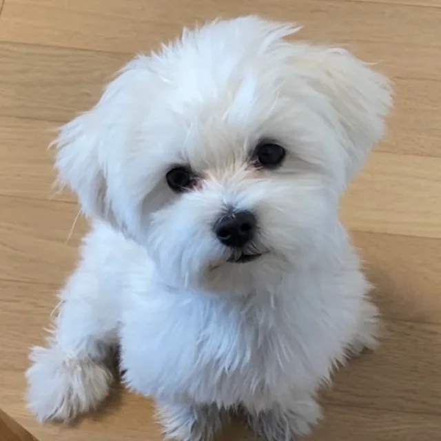 이두식