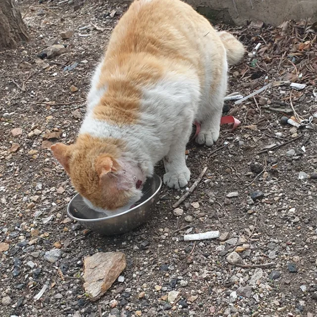 거부기