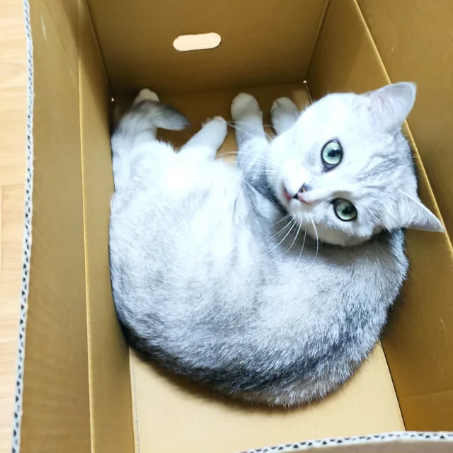 들잎