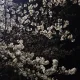 쑈록