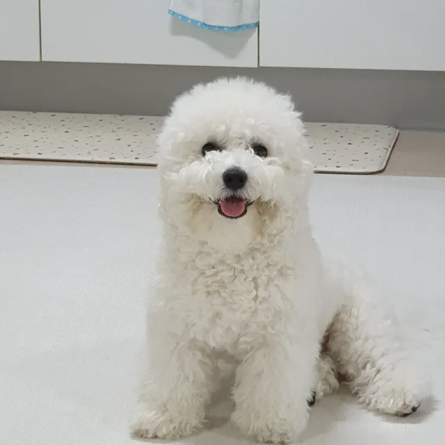 바나나
