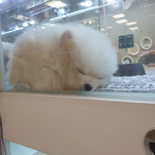 두다다쿵