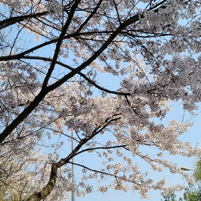 요미