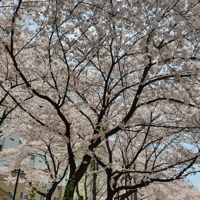 호랑맘