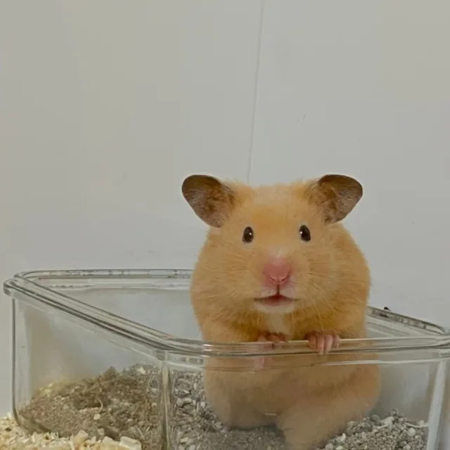 안냥하세요