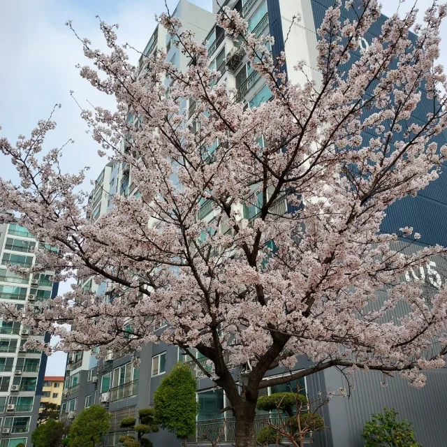 꽃님이