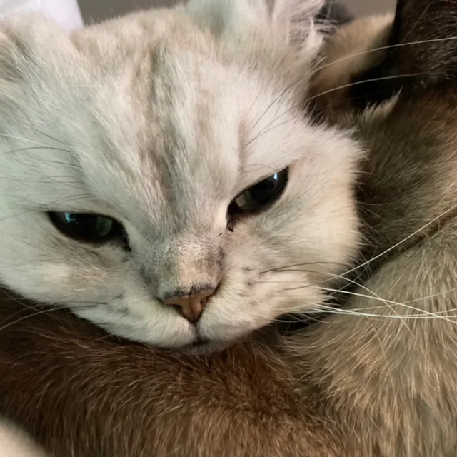 호랑이연고