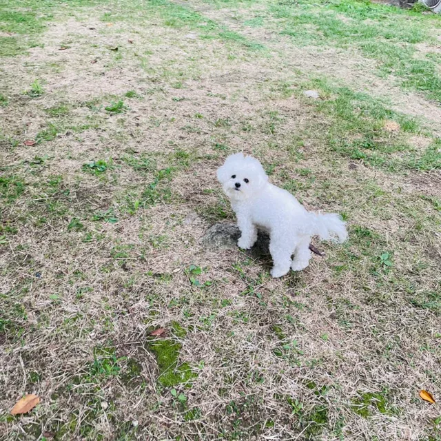 마니