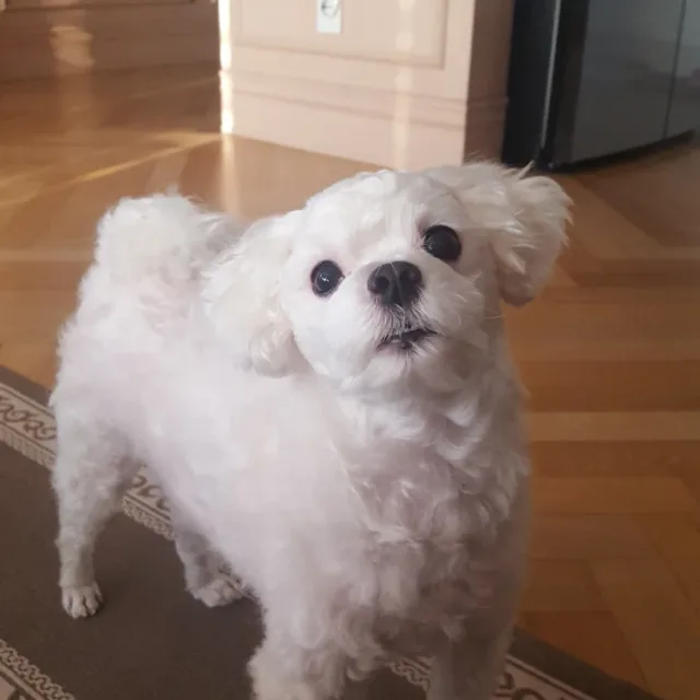 토리