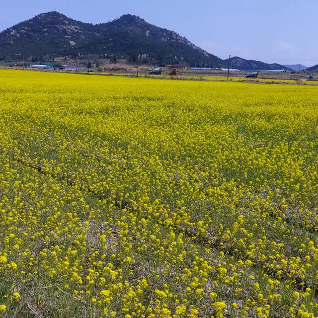 산들애