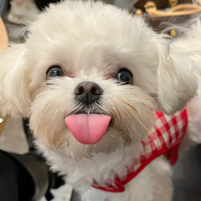 앤디