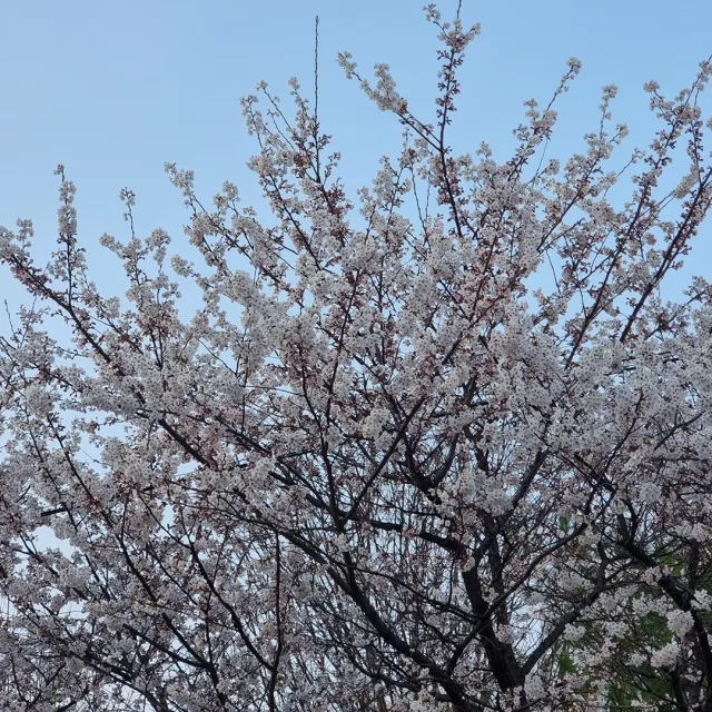 토리맘