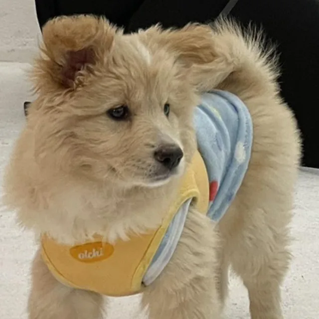 강쥬