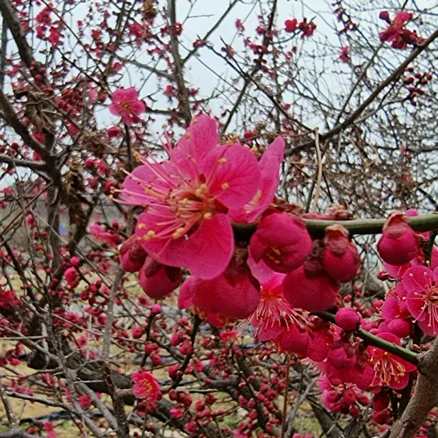 산수유