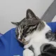 김등치