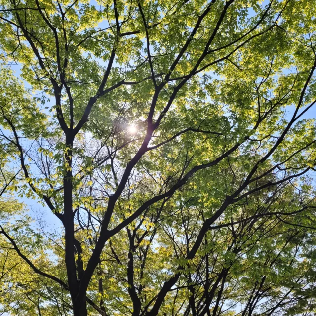 보라돌이