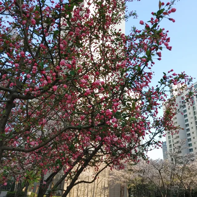 빵빵맘