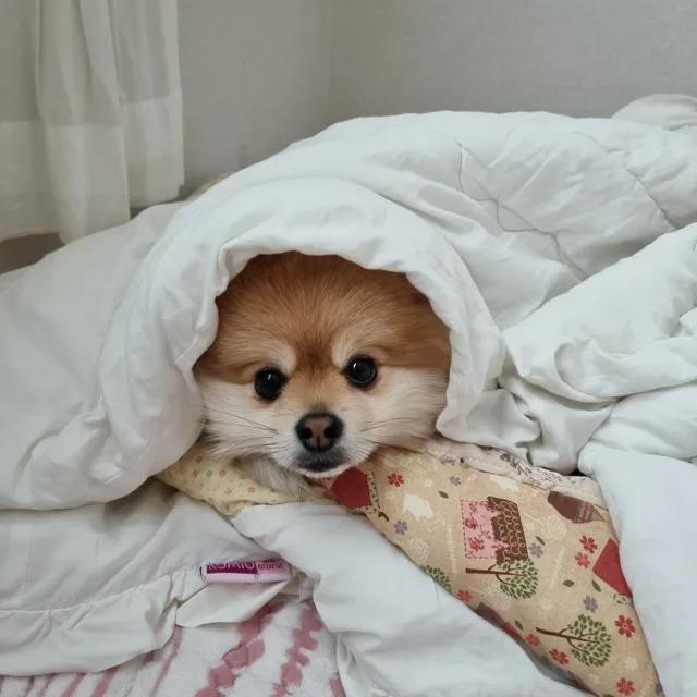 구구콘