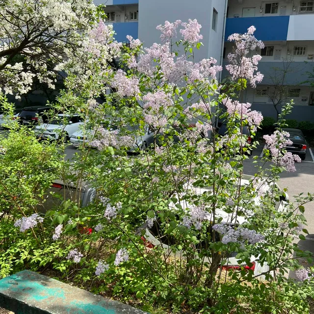 Lilac