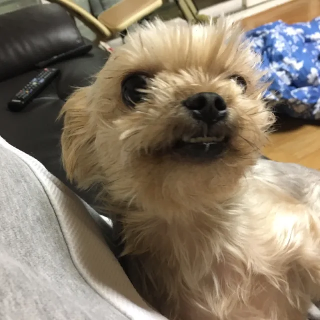 푸푸하파