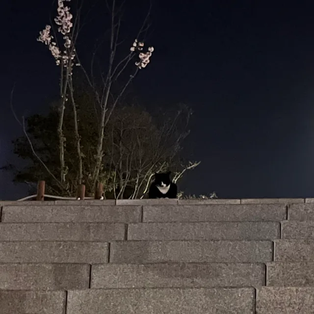 사케동돌돌이