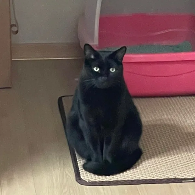 까미