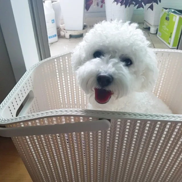 도톨맘