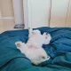 만두