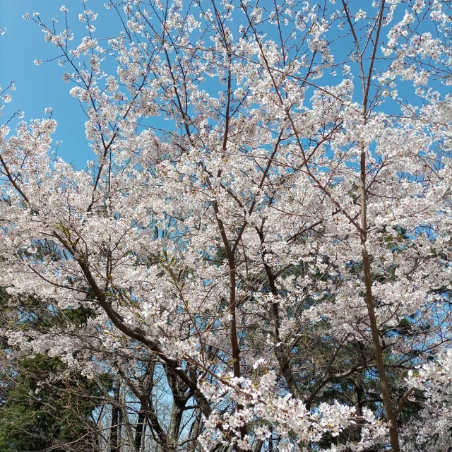 해피하게