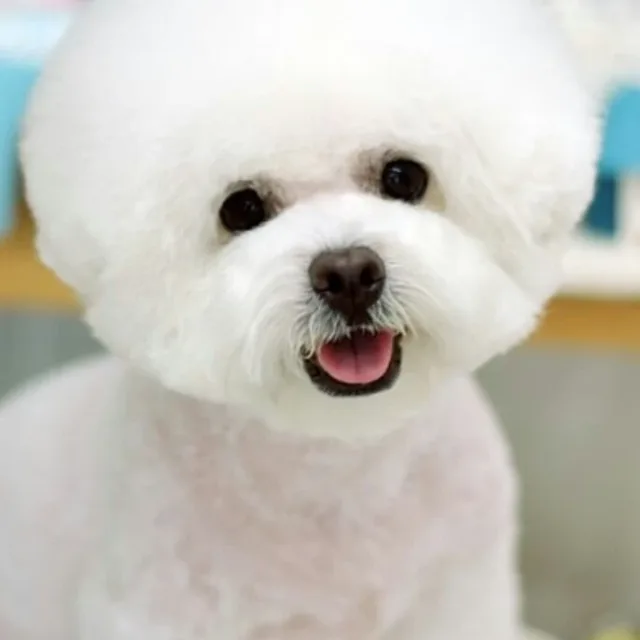 하스포