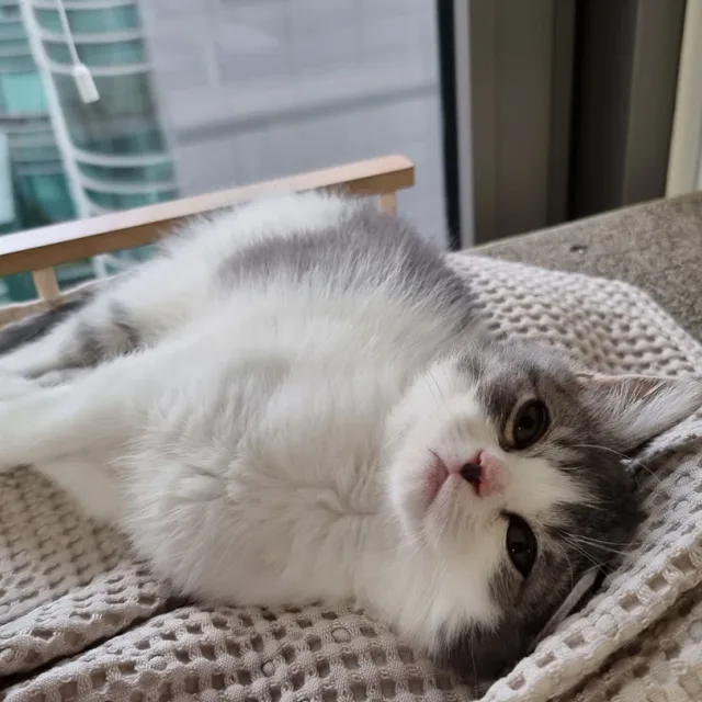 크니