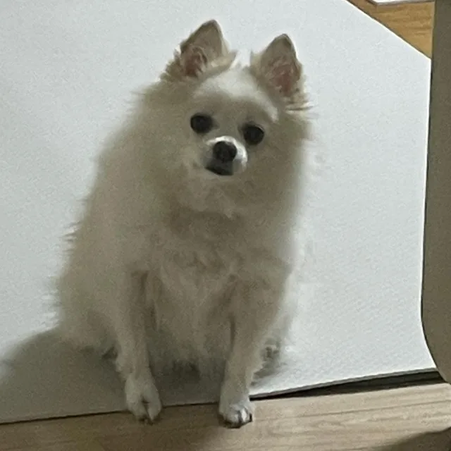 사막여우