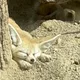 귀큰여우