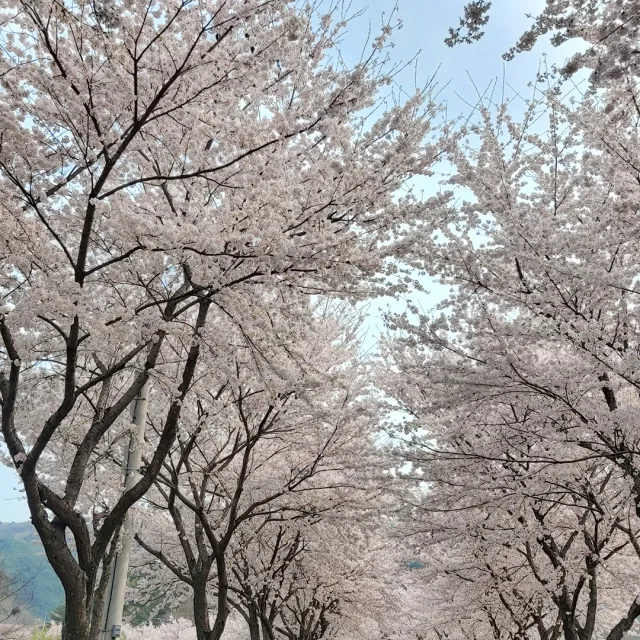 새미요