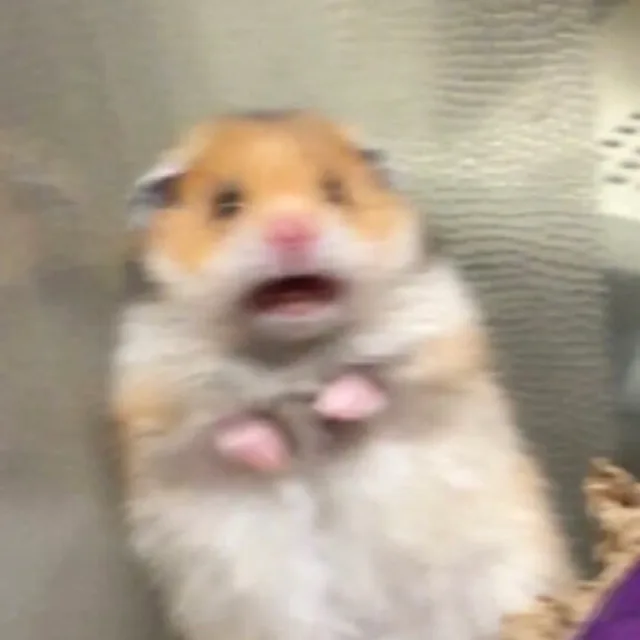 바니바니당근당근