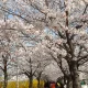 별따라기