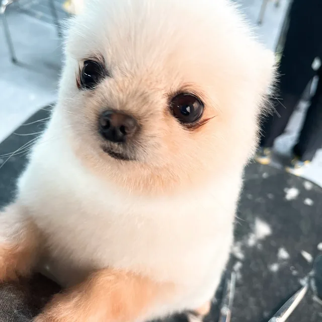 포옹퐁