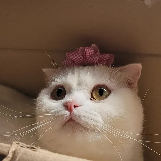 겨울