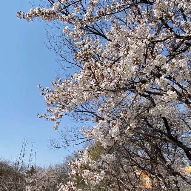 금수강산