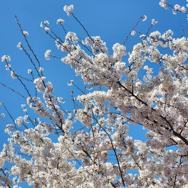 탄산끊고싶어요